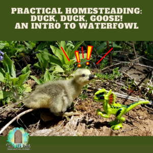 Teach Me Truth Homeschool Homesteading