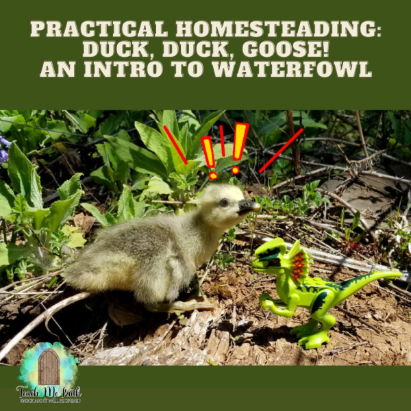 Teach Me Truth Homeschool Homesteading