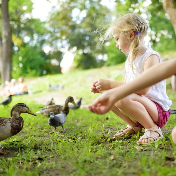 Intro to homesteading with water fowl