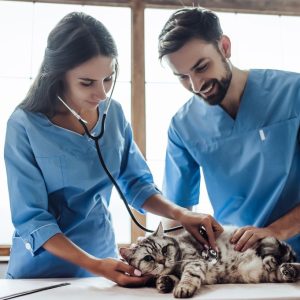 Become a Vet Assistant